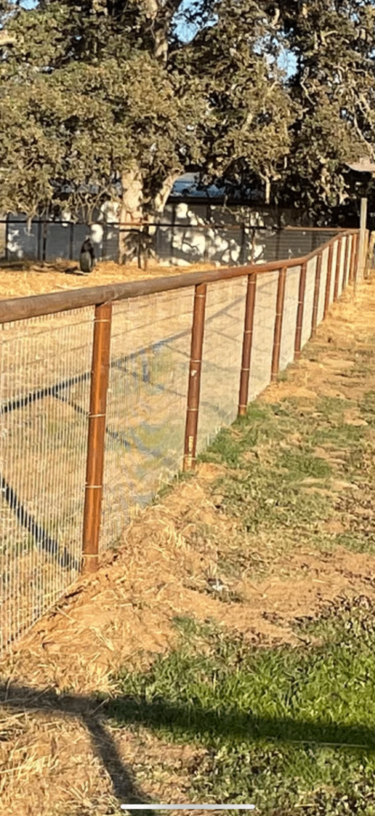 Pipe top-rail fence with welded wire mesh infill along a shaded pasture